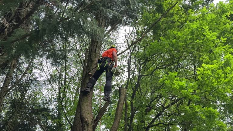 Best Tree Disease Treatment  in Pinconning, MI