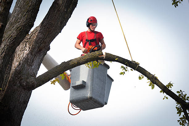 Best Storm Damage Tree Cleanup  in Pinconning, MI