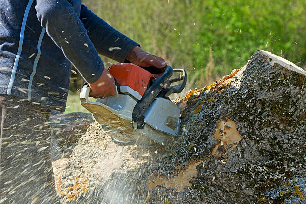 How Our Tree Care Process Works  in  Pinconning, MI